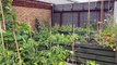 Car Park Allotments: Take a look inside these hidden community gardens