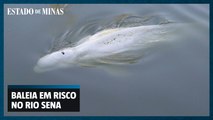 Baleia presa no Rio Sena corre risco de morrer