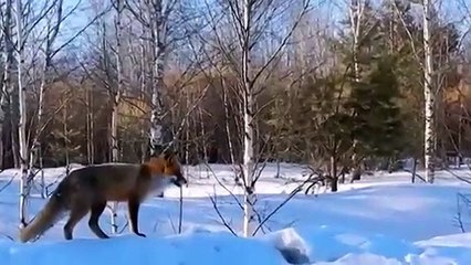 Fox vs dogs. Fox vs Doberman. Doberman attacks fox