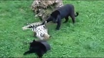 Wild hunt.  Leopard vs puma.  Leopards played with the Panthers