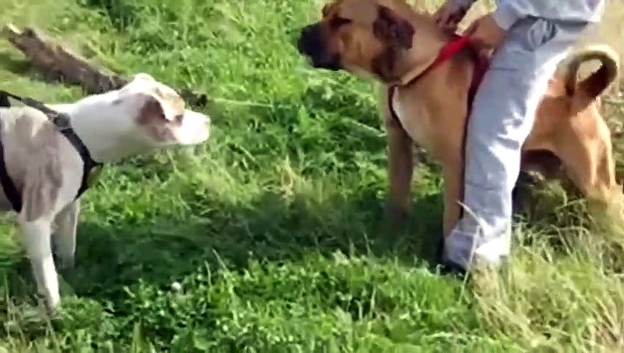 Pitbull vs bullmastiff.  Pitbull looks at bullmastiff.