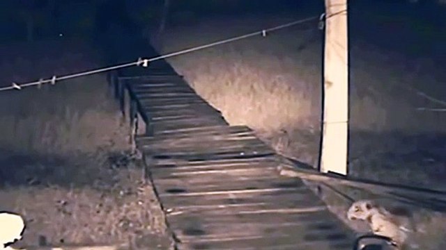 Wild hunters. Leopard vs dog. Wolf vs pitbull. Wolf vs Alabai puppy. Wild animals kill dogs.