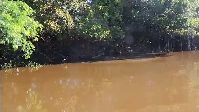 Jaguar attacks a crocodile in water. Jaguar vs crocodile. Real fight