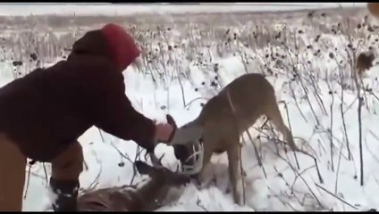 Rescue of deer. Deer was tangled in the horns of dead deer
