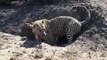 Leopard vs wild boar. Leopard dug up the wild boar of hidden in a burrow