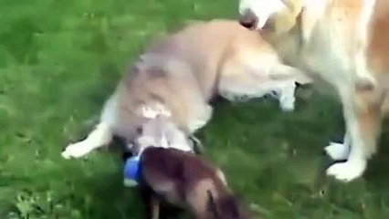 Fox and dog. Fox is playing with the dog