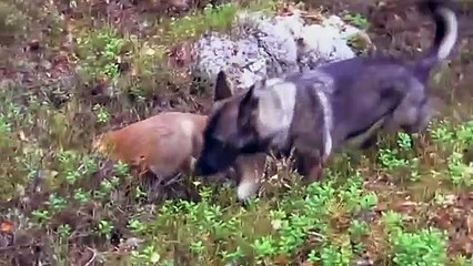 Fox and dog. Fox made friends with the dog