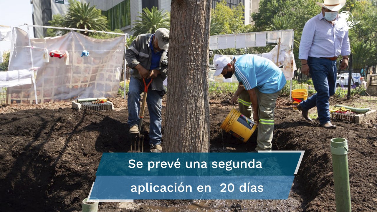 Ahuehuete de Reforma: aplican tratamiento al para promover su crecimiento