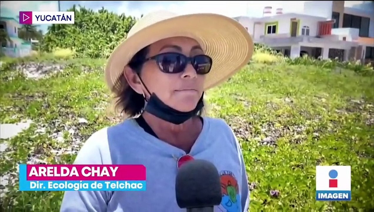 Marea roja mata a cientos de peces en Yucatán