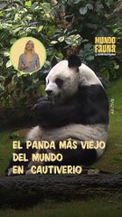 Muere en Hong Kong, el panda más viejo del mundo en cautiverio