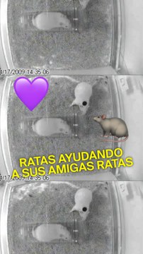 Las ratas demuestran empatía y ayudan a sus amigas ratas