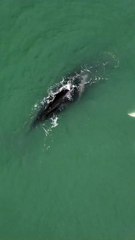 Baleia semi-albina é vista em praia de SC