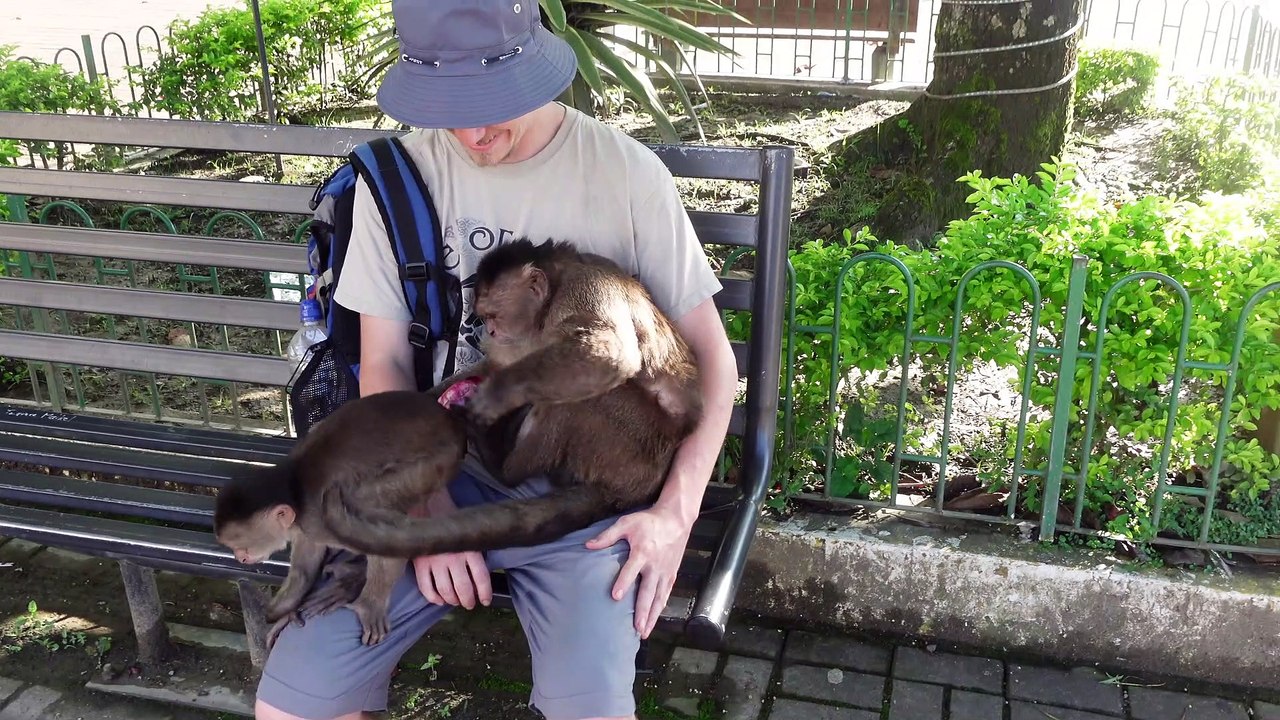 Man with Onion Attracts Monkeys video Dailymotion