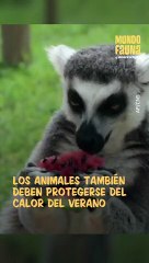 Los animales también sufren la ola de calor