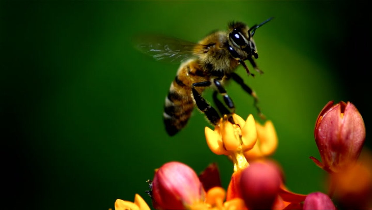 Why bees are probably smarter than you think