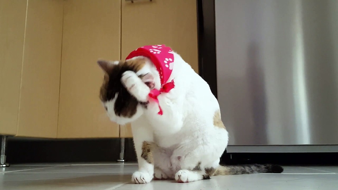 귀여운 고양이
