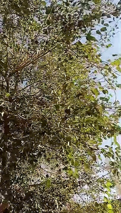 tree