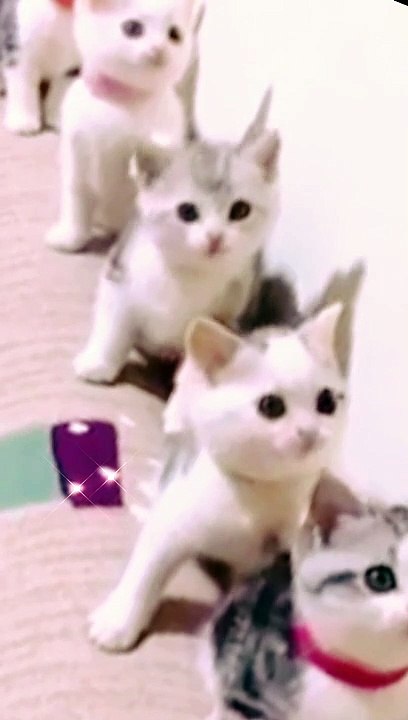 Baby Cats_Cute And Funny Cat Video Compilation