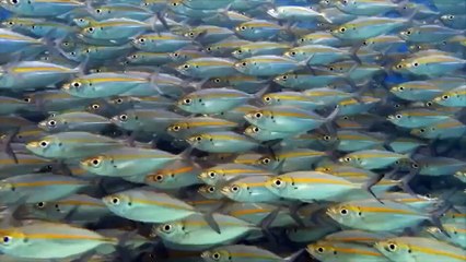 Màn đi săn cực kì đẹp mắt  trong lòng lòng đại dương của hải cẩu và cá mập