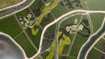 Agricultural art: paddy ‘paintings’ in northwestern China formed by planting rice in patterns