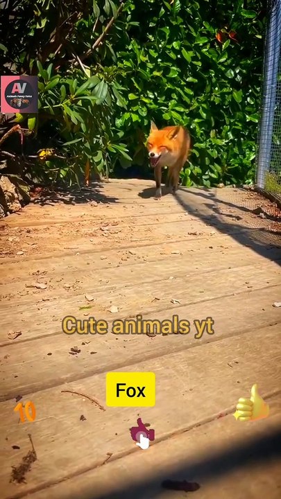 World Of Best Friendships | Animals & Humans Fox Animals Video 2022