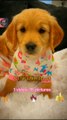 Wonderfulness All Cute Pie Dogies Videos & Picture _ Cute Animals Video #shorts #animals #viral