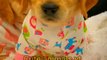 Wonderfulness All Cute Pie Dogies Videos & Picture _ Cute Animals Video #shorts #animals #viral