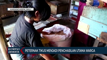 Ternak Tikus Sumber Penghasilan Warga