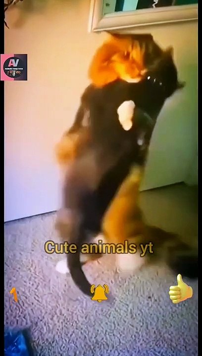 Cute Cat Best Friendships Animal's Videos _ Cute Animals Video #shorts #animals #viral #shortsfeed