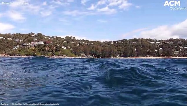 Hammerhead shark scalloped in netting off the NSW coast | April 29, 2019 | Newcastle Herald