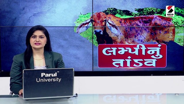 સૌરાષ્ટ્ર લમ્પીના વધુ 1076 કેસ નોંધાયા