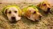 So Funny Cute Three Dog Animal Videos _ Funny Animal Videos _ Funny Dogies Video #shorts #viral