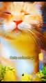 Wow So Lovely Cat Videos _ Cute Animal Videos #shorts #animals #viral #viral #shortsfeed #video
