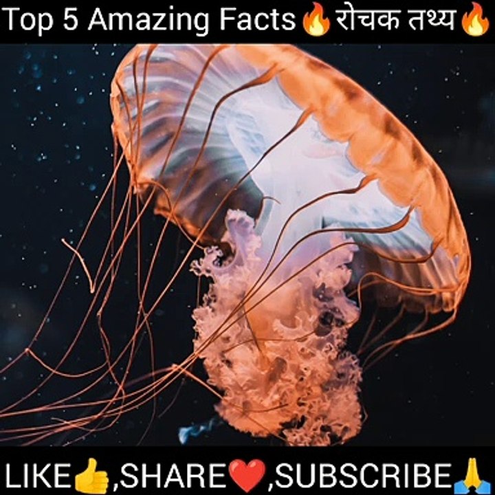 Top 5 Intresting facts  पांच गजब के रोचक तथ्य ।