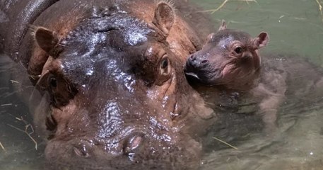 Un adorable bébé hippopotame est né dans le zoo de Cincinnati, aux États-Unis