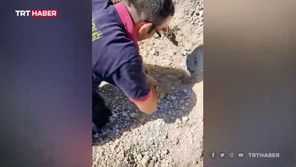 Çöken yuvadaki köpek ve yavruları kurtarıldı