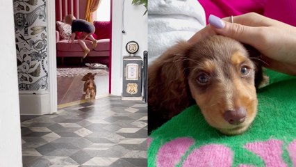 'Little boy is beyond ecstatic upon seeing his much-anticipated new dog'