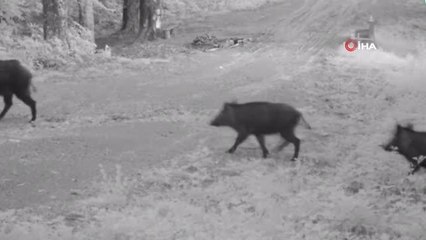 Yaban hayatında çok sayıda tür, fotokapanlara takıldı