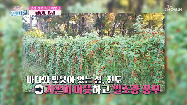 혈관 건강에 도움을 주는 『 진도산 구기자 분말 』 TV CHOSUN 220809 방송