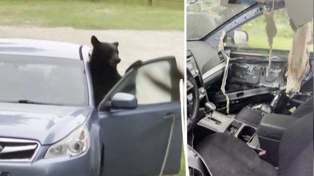 Plafond arraché, tableau de bord mâchouillé : un ours passe la nuit dans une voiture aux États-Unis