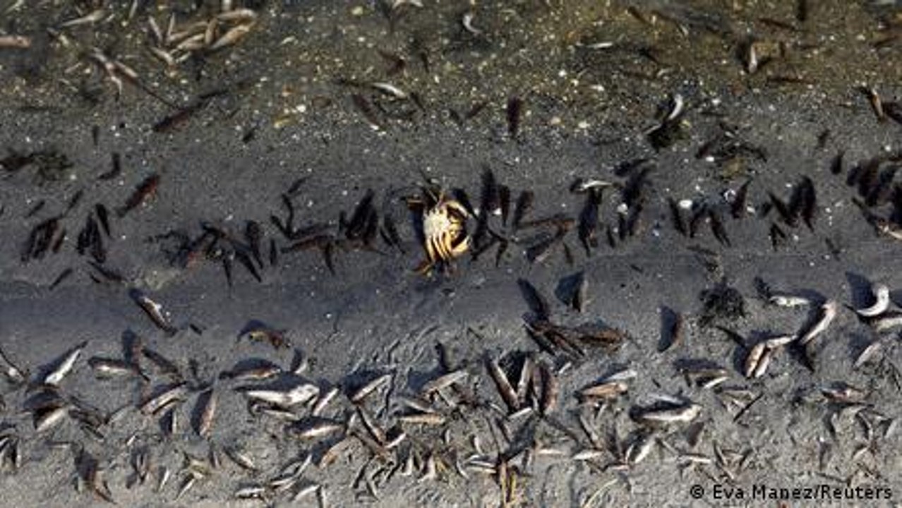 Umweltkatastrophe im Mar Menor in Spanien