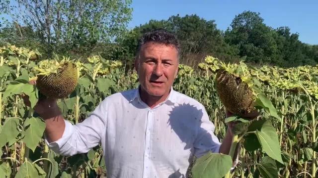 Orhan Sarıbal: Tahıl Koridoruyla Türkiye'ye Getirilen Ayçiçeği Tohumu, Büyük Uluslararası Şirketlerin… Ne Ukrayna Çiftçisinin, Ne Rusya Çiftçisinin