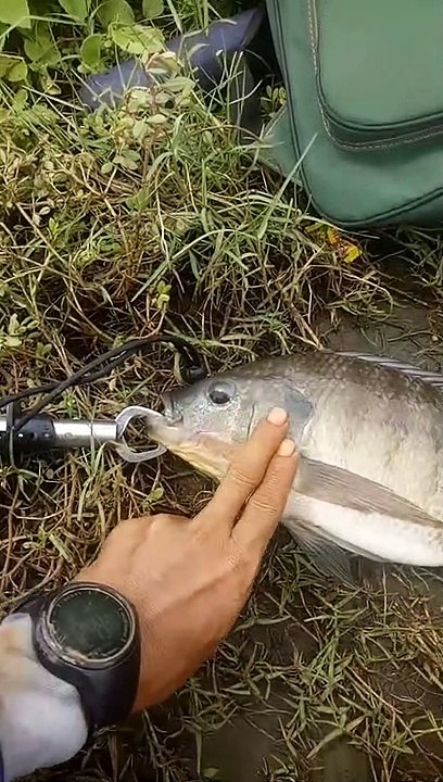 Ikan ruwet