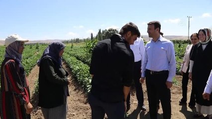 Akkuzulu domatesinde bu yıl 15 bin ton rekolte bekleniyor