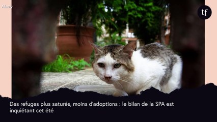 La SPA déplore une inquiétante baisse des adoptions d'animaux