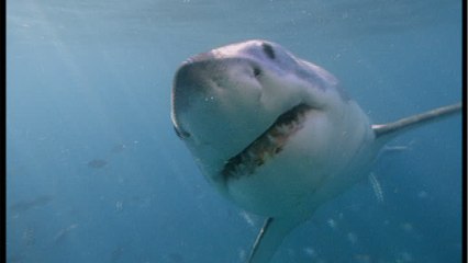Lebensrettende Haiattacke: Mann wird von Hai attackiert und ist ihm dankbar dafür