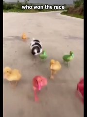 Guess it   ! Who won the race. Puppy and chicken race