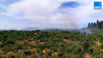 Plus de 2 000 hectares de brûlés