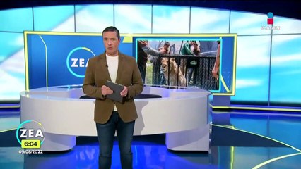 Trasladan a seis felinos del santuario Black Jaguar-White Tiger a zoológico de Tamaulipas