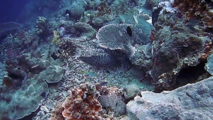 Amazing moments under the sea